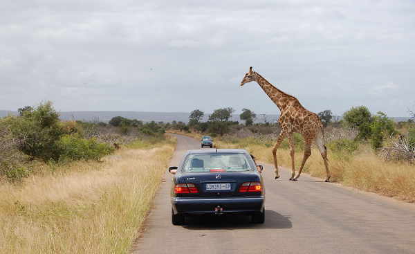 Giraffe auf der Straße